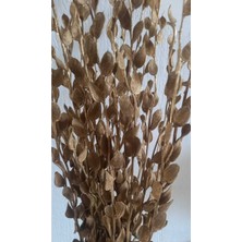 15 Dal Altın Yaldız Sedef Çiçeği