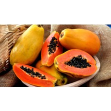 Meyve Verme Durumunda Papaya Meyvesi Fidan(Boy 150CM ile 200CM)
