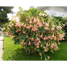 Pembe Meleklerin Borazanı Fidanı