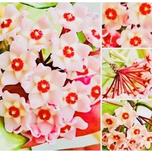 Hoya Pink 20-30 cm Kokulu Mum Çiçeği Bitkisi Koleksiyon Serisi