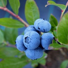 Tüplü Doğal Blue Gold Yaban Mersini Fidanı