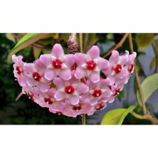 Mum Çiçeği Hoya / Pembe 10 -15CM Gübre ve Çiçek Tohumu Hediyeli