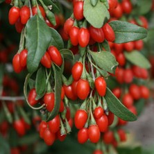 Kırmızı Goji Berry Kurt Üzümü Fidesi-5 Adet