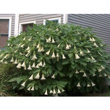 Beyaz Meleklerin Borazanı Fidanı