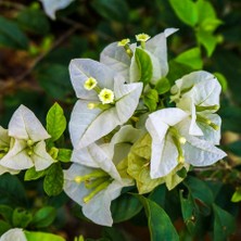 Tüplü Beyaz Çiçekli Begonvil Çiçeği Fidanı