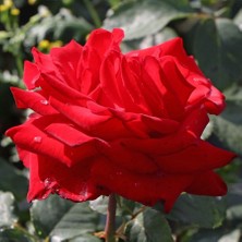 Tüplü Yediveren Kırmızı (Kokusuz) Amore Gül Fidanı