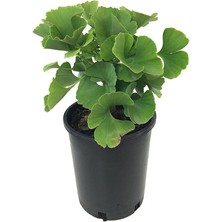 Tüplü Ginkgo Biloba Mabet Ağacı Fidanı