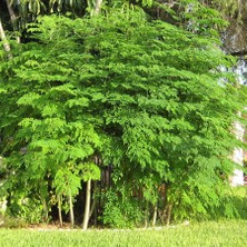 Tüplü Şifalı Moringa Ağacı Fidanı