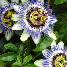 Saksıda Passiflora Caerulea (Çarkıfelek) Fidanı