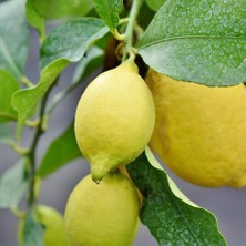 Tüplü Sürekli Meyve Veren Yediveren Limon Fidanı