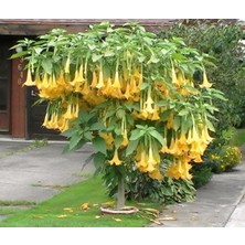 Sarı Meleklerin Borazanı Fidanı