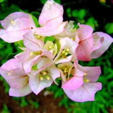 Tüplü Çift Renkli Alyans Begonvil Çiçeği Fidanı