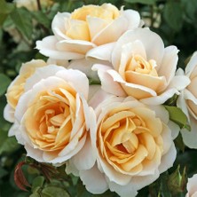 Tüplü Yediveren Krem Lions Rose Gül Fidanı