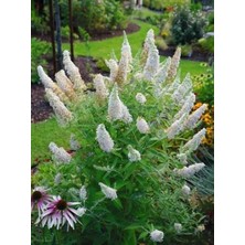 Beyaz Çiçekli Kelebek Çalısı Fidanı 1-2 Yaş Arası Saksılı