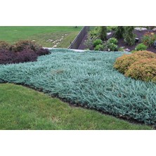 Doğaşık Juniperus Horizontalis 'blue Chip' – Mavi Sürünücü Ardıç (15-20 Cm, Saksılı)
