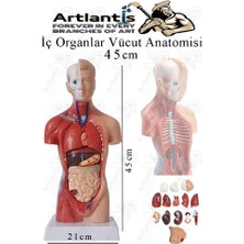 Insan Organ Maketi 45 cm 1 Adet Insan Anatomi Modeli 15 Parça Sök Tak Insan Iç Organları Tıbbi Model Vücut
