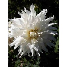 30 Adet Yıldız Çiçeği Yumrusu Karışık Renk