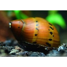 Spotted Nerite Salyangoz 3 Adet Straforlu Gönderim
