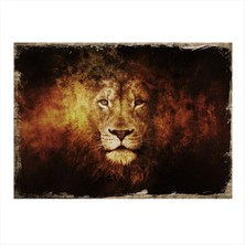 Bedeko Yaşlı Aslan Art Mdf Poster 50 cm x 70 cm