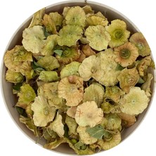 Medite ÇALTI DİKENİ (ÇARKIFELEK OTU)50 GR