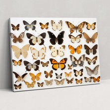 Popcas Kurutulmuş Kelebekler Fotoğraf Gerçekçi Koleksiyonu Kanvas Tablo Sanatı - Duvara Asılan Kurutulmuş Kelebekler Fotoğraf Gerçekçi Koleksiyon Kanvas Tablo Sanatı