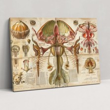 Popcas Leonardo Da Vinci Duvar Dekorasyonu - Ev Dekorasyonu Için Kanvas Tablo