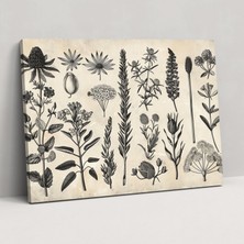 Popcas Botanik Illüstrasyon Kanvas Tablo - Leonardo Da Vinci Duvar Dekorasyonu Ev Dekorasyonu