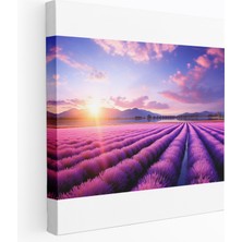 Popcas Dünyanın En Güzel Manzaraları - Lavanta Tarlaları Huzuru - Pastel Renkli Fotoğraf Doğal Güzellik Dünyanın En Güzel Manzaraları