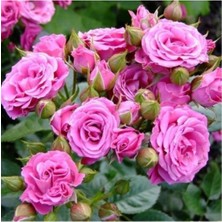 Kokulu Pembe Yediveren Gül Fidanı, 10-20 Cm, Bahçe ve Saksı Için Ideal