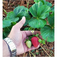 40 Adet Tatlı Çilek Fidesi Açık Kök, Yenilenen Sezon