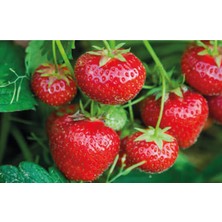 25 Adet Tatlı Çilek Fidesi, Açık Kök, Yeni Sezon