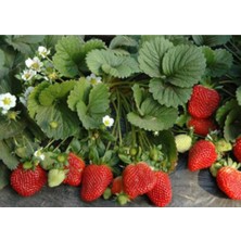 25 Adet Taze Frigo Çilek Fidesi, Açık Kök, Güvenilir ve Garantili