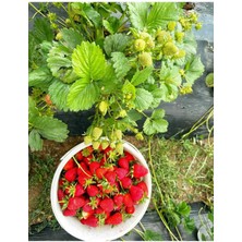 30 Adet Çilek Fidesi, Açık Kök, Yeni Sezon, Sağlıklı ve Verimli, Bahçe ve Balkon Için