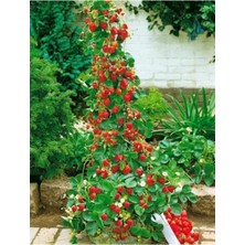 30 Adet Tırmanan Çilek Fidanı, Açık Kök, 1 Inç Sınıf, Firigo Anaç