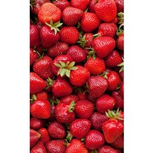 31 Adet Kabarla Çilek Fidesi, Kokulu ve 1 Inç Sınıf Açık Köktür