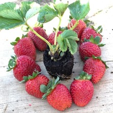 26 Adet Çilek Fidesi, Kokulu, 1 Inç Sınıf Açık Toprak, Hobi Bahçe Seti