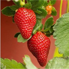 30 Adet Yediveren Çilek Fidanı Açık Kök, Kaliteli ve Garantili Set