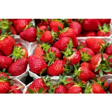 40 Adet Taze Açık Kök Osmanlı Çilek Fidanı, Yüksek Kalite, Sağlıklı ve Verimli Ürünler