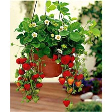 45 Adet Taze Açık Kök Çilek Fidanı Yediveren Kaliteli