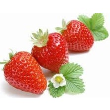 40 Adet Festival Çilek Fidesi Açık Kök, Frigo ve Taze Sökümdür, Garantili