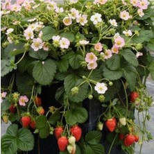 31 Adet Çilek Fidesi, Kokulu ve 1 Inç Sınıf Açık Kökte