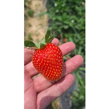 45 Adet Albino Amerikan Çilek Fidesi Açık Kök Yeni Sezon