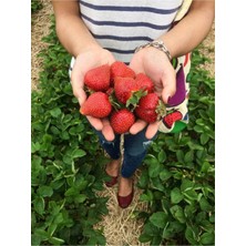 46 Adet Çilek Fidesi, Kokulu, 1 Inç Sınıf Açık Köklü, Hızlı ve Güzel Büyüyen Set