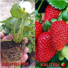 36 Adet Çilek Fidesi, Kokulu ve 1 Inç Sınıf Açık Köktür