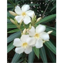 Beyaz Zakkum Fidanı, 2 Yaş, 70 Cm, Tüplü, Bahçe Dekorasyon, Sağlıklı Bitki