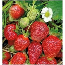 Sweet Charlie Çilek Fidesi, Açık Kök, Taze, Söküm, Garanti, 30 Adet