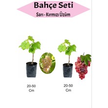 2'li Set Sarı ve Kırmızı Üzüm Fidanı, Sağlıklı ve Güçlü Bitki Çiftliği