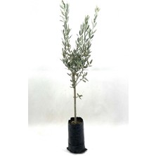 2 Yaş Zeytin Fidanı, 70-80 Cm, Bol Verimli, Sağlıklı ve Güçlü Bahçe Bitkisi