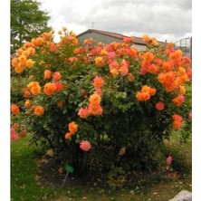 3 Adet Kokulu Gül Fidanı, Açık Kök, 1,5 Yaşında, Bahçe Dekorasyonu