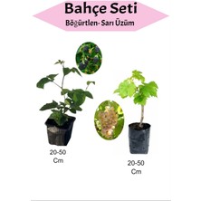 Iki Parça Fidan Seti: Böğürtlen ve Sarı Çekirdeksiz Üzüm